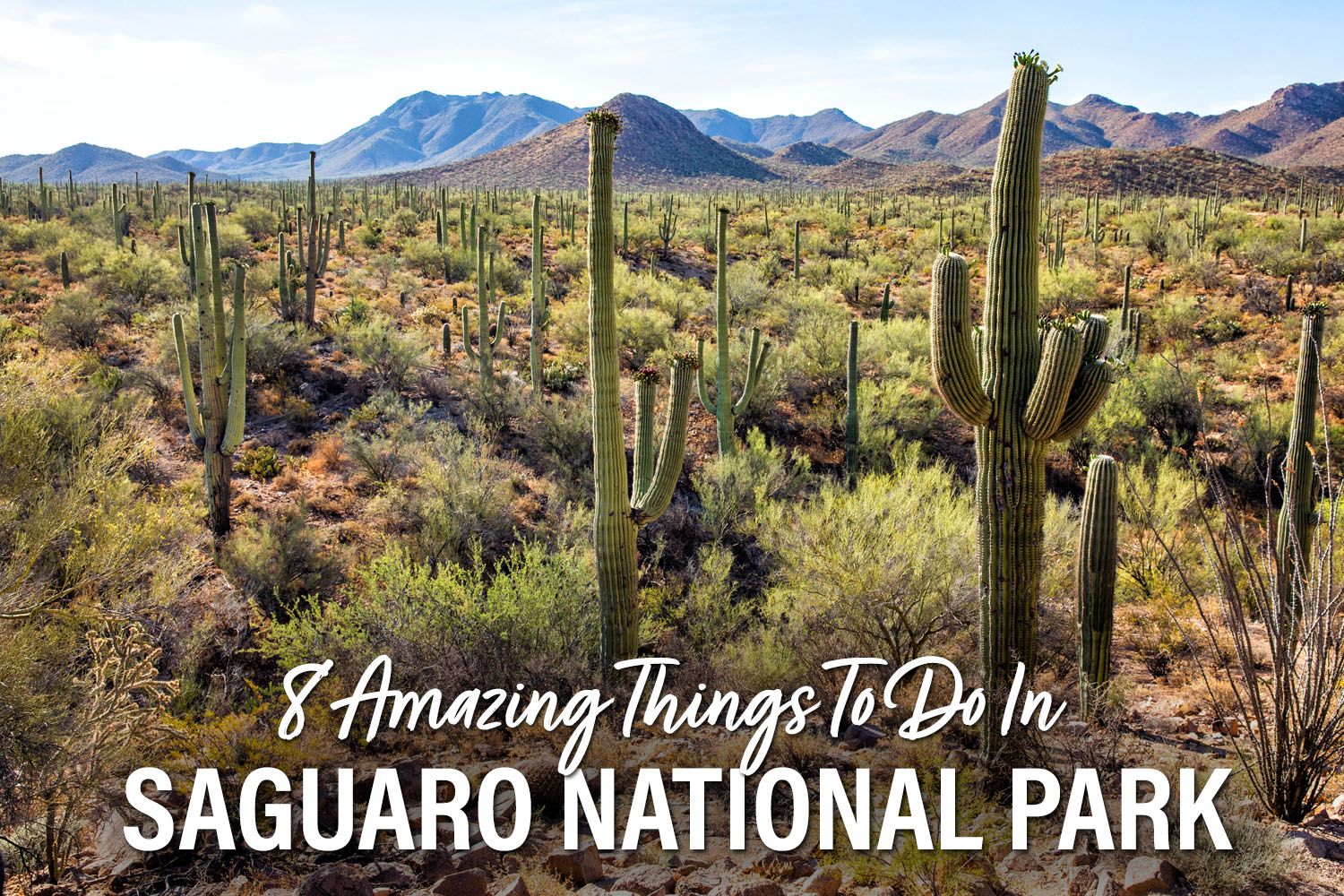 Saguaro National Park