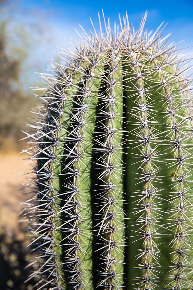 Young Saguaro Cactus