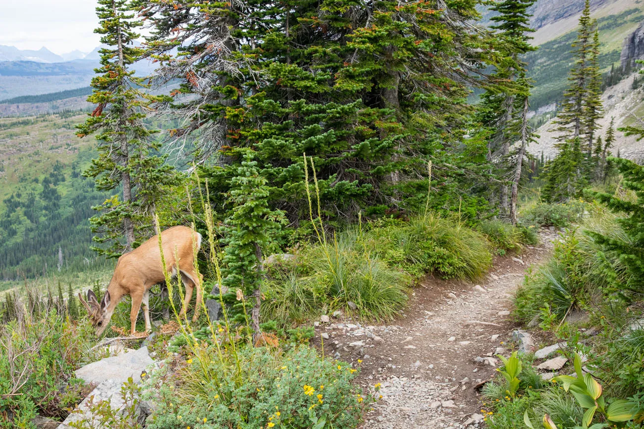 Deer on the Trail