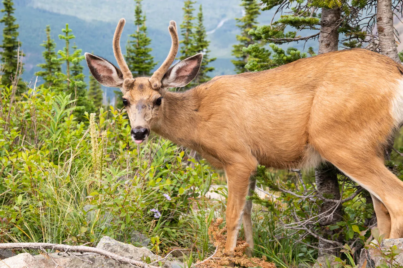 Male Deer