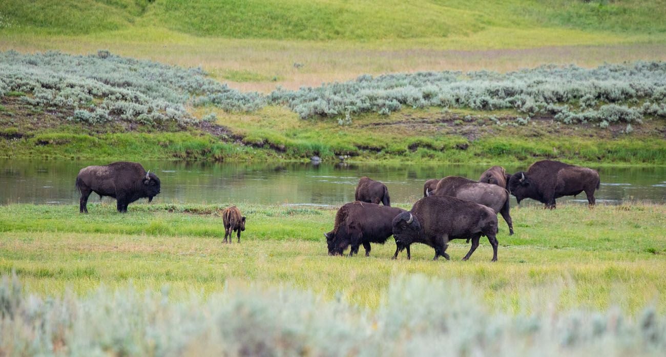 Bison in Yellowstone