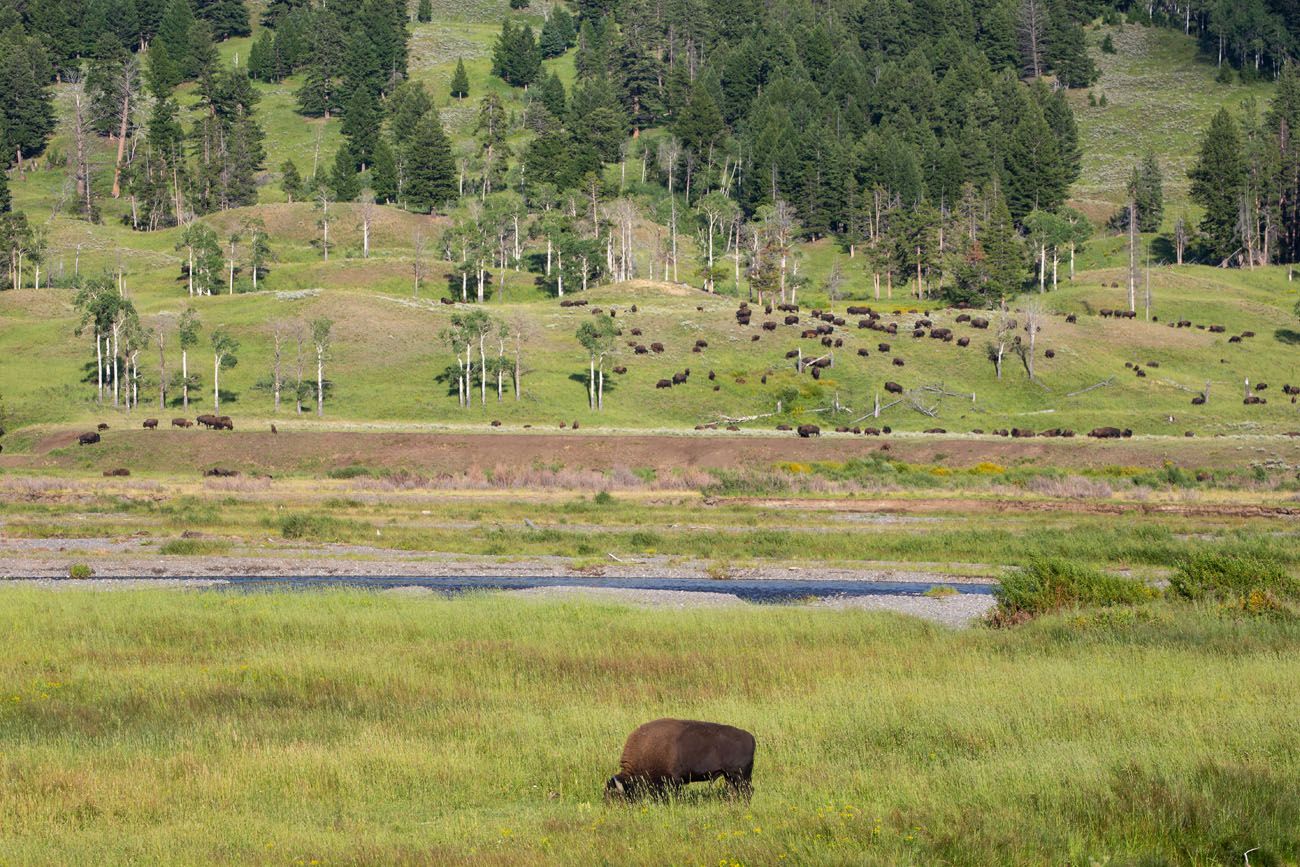 Lamar Valley Bison