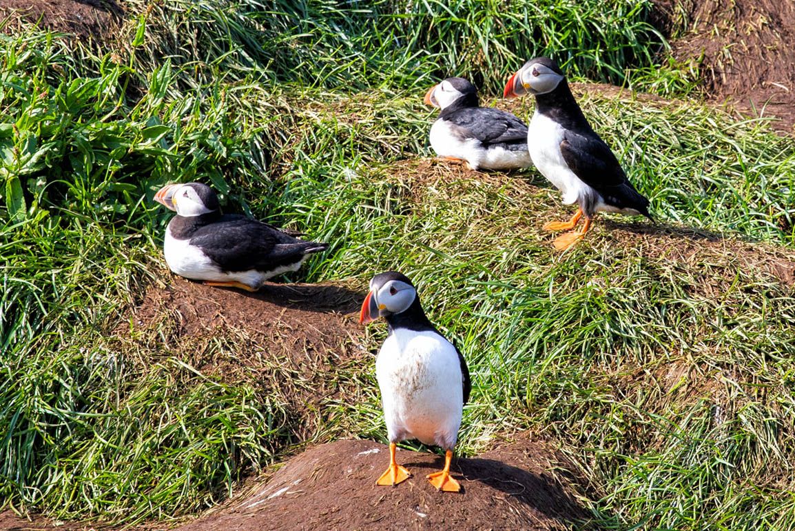 Puffins in Iceland