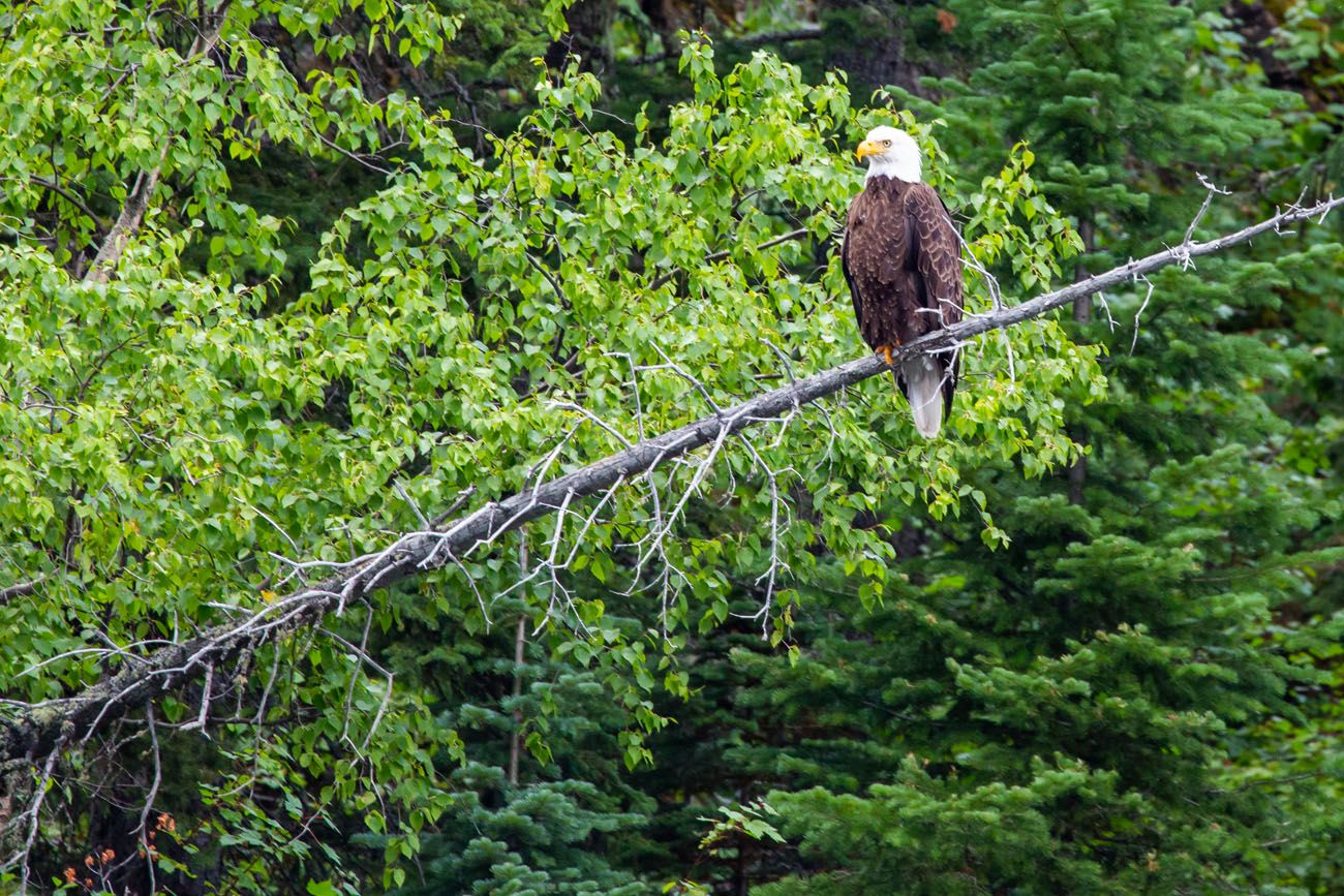 Bald Eagle | Best Things to Do in Waterton Lakes