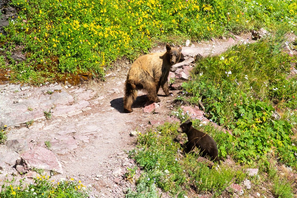 Black Bear