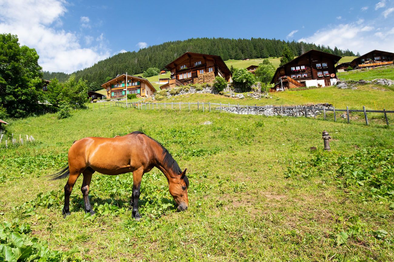 Gimmelwald Walk