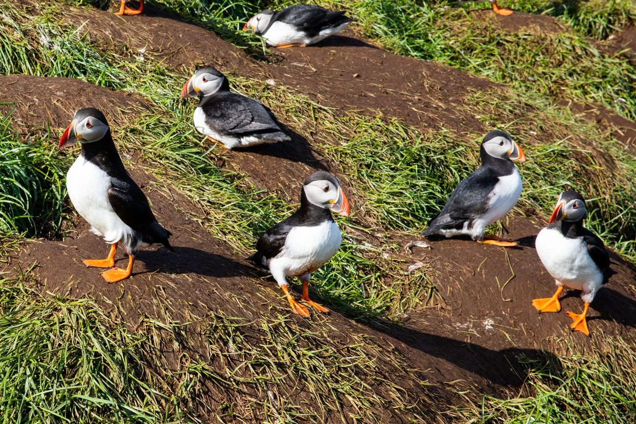 How to See Puffins in Iceland