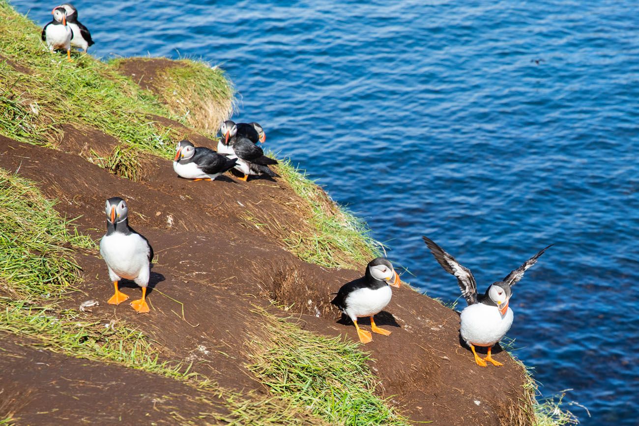 Iceland Puffins