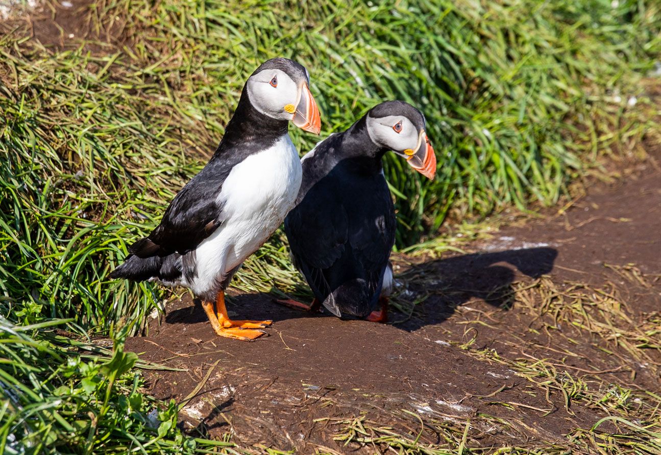 Iceland Puffins