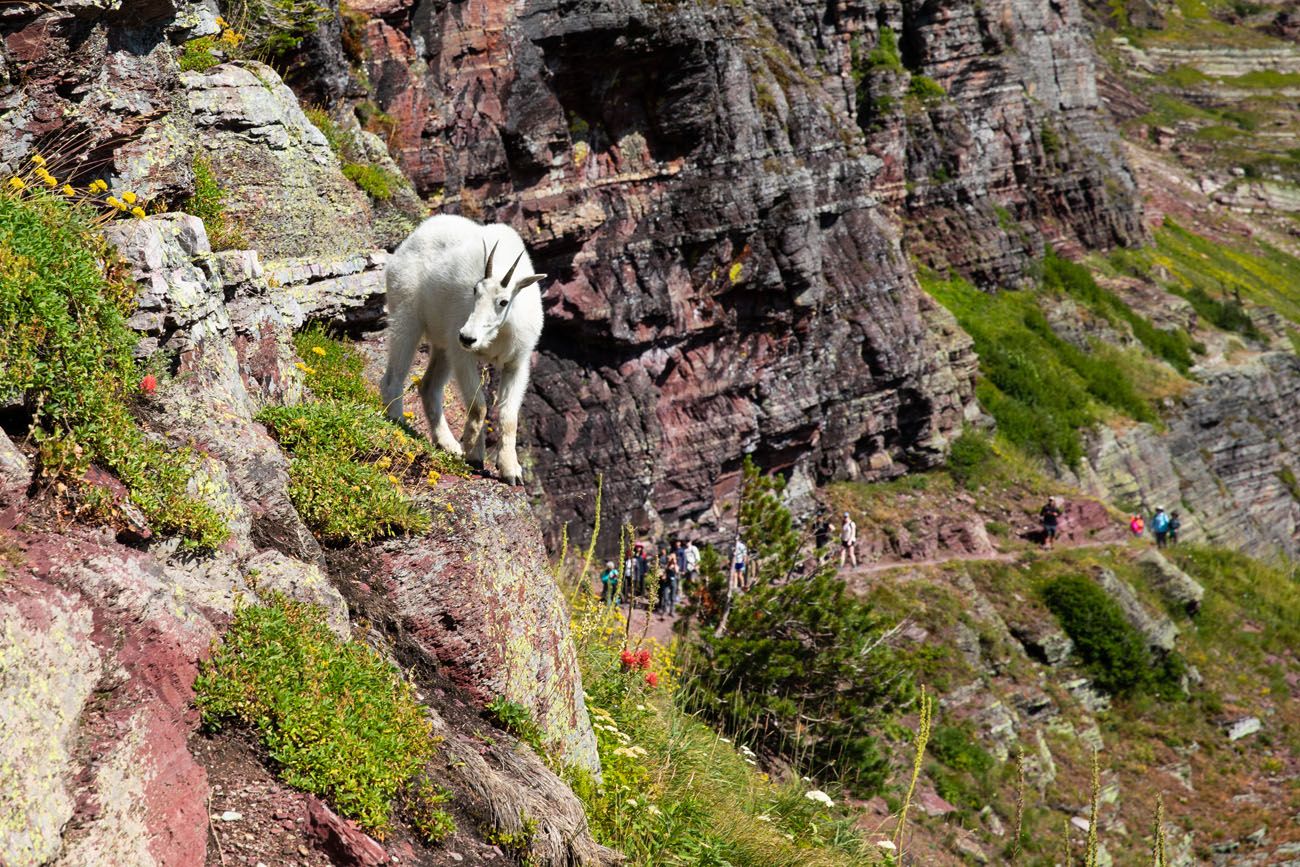 Mountain Goat Grinnell Glacier