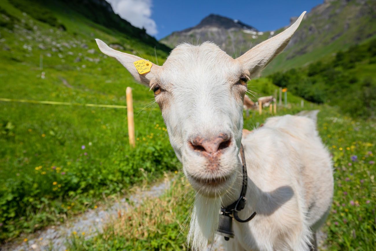 Northface Trail Goat