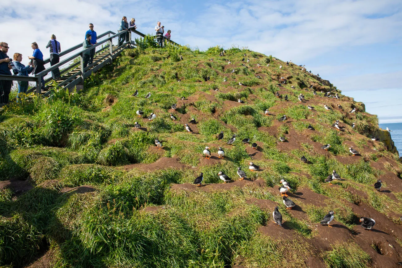 Puffin Boardwalks Iceland