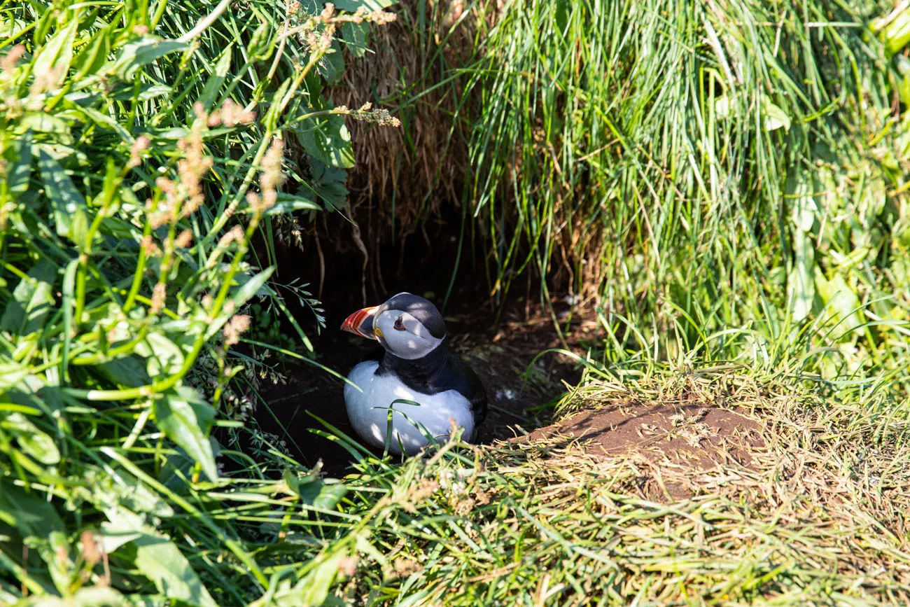 Puffin Burrow