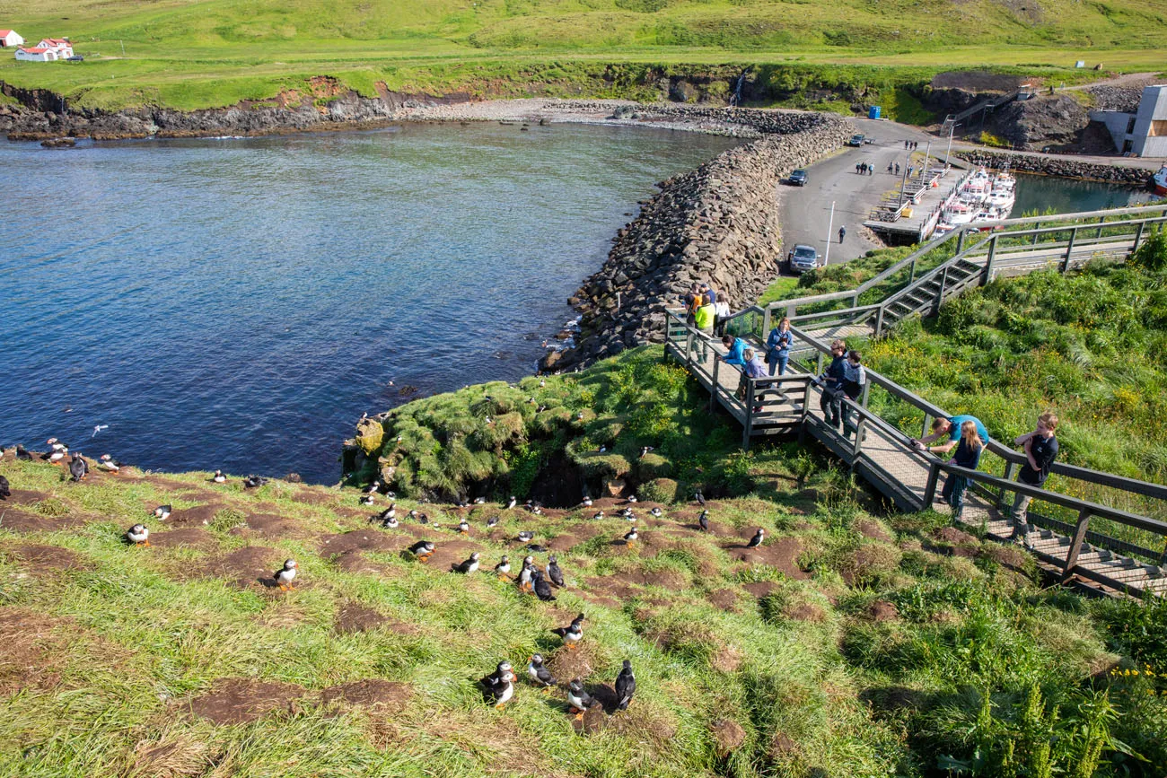 Puffin Marina Borgarfjörður Eystri