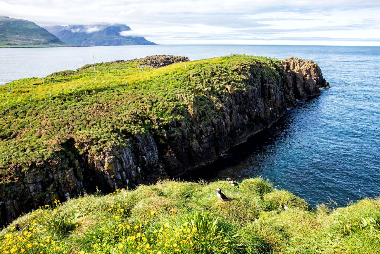 Puffin Peninsula