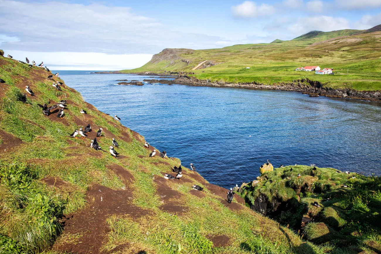 Puffins at Borgarfjörður Eystri