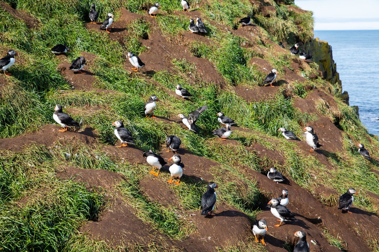 Puffins in Iceland