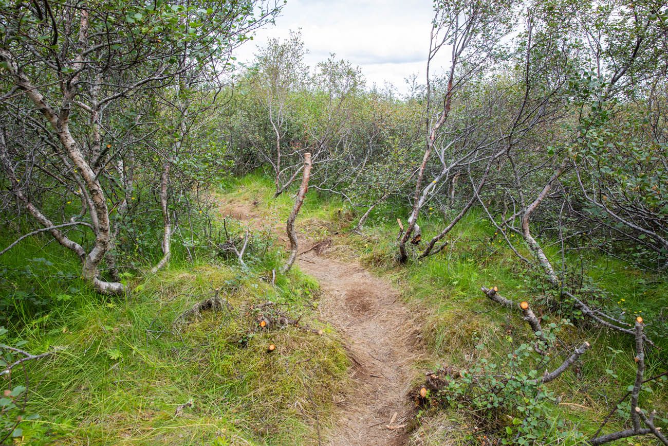 Through the Trees