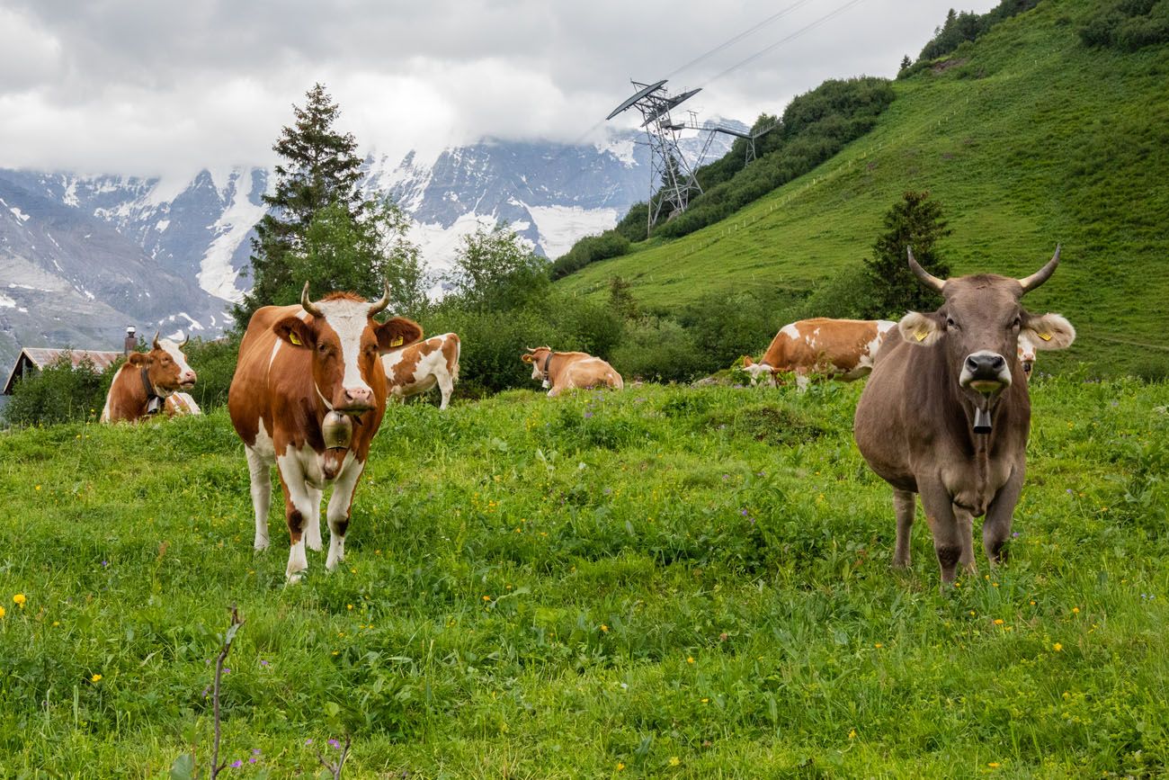 Cows on Northface Trail