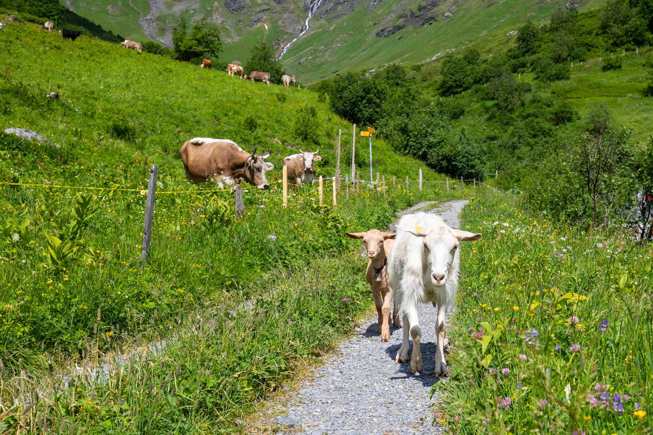 Goats on Northface Trail