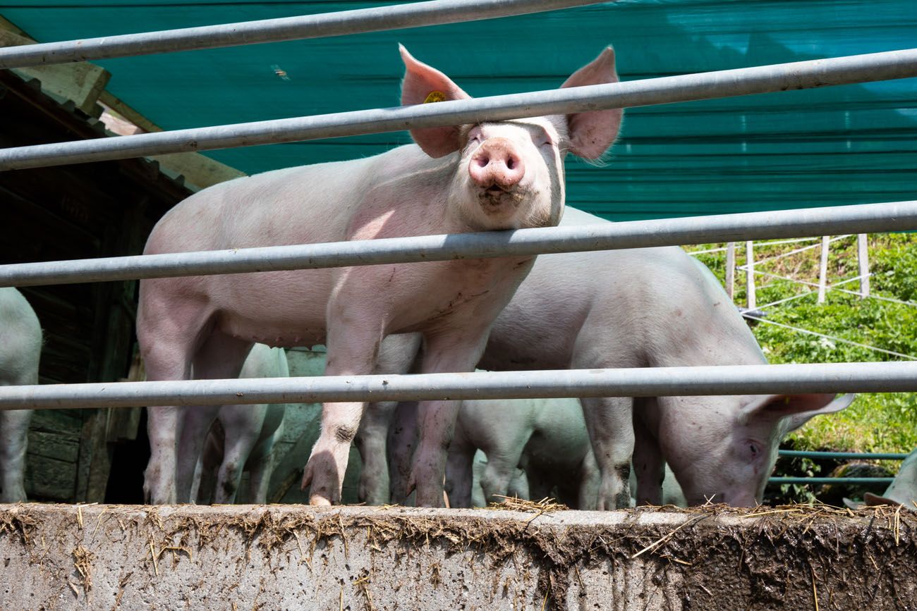 Pig on Northface Trail