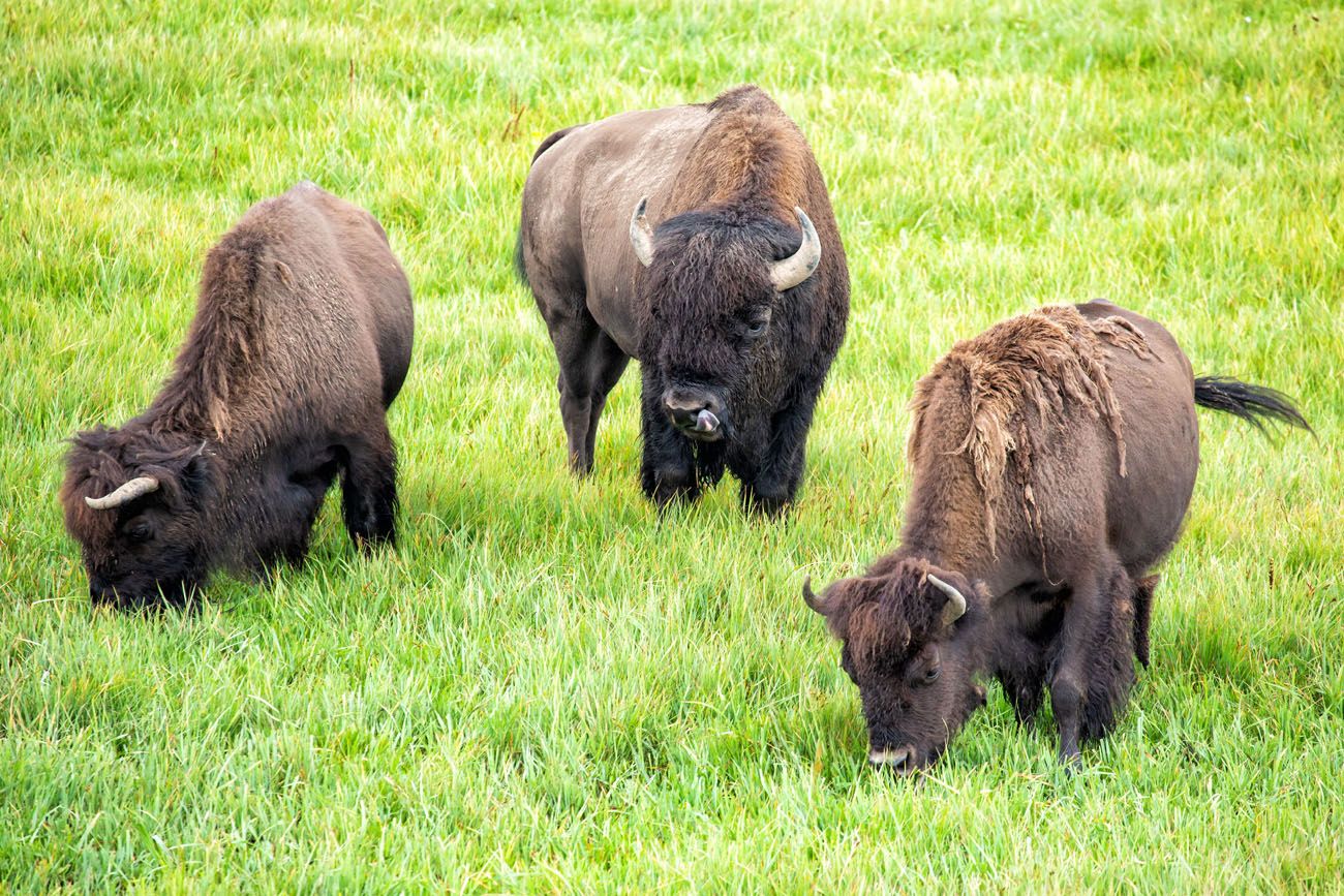 Bison