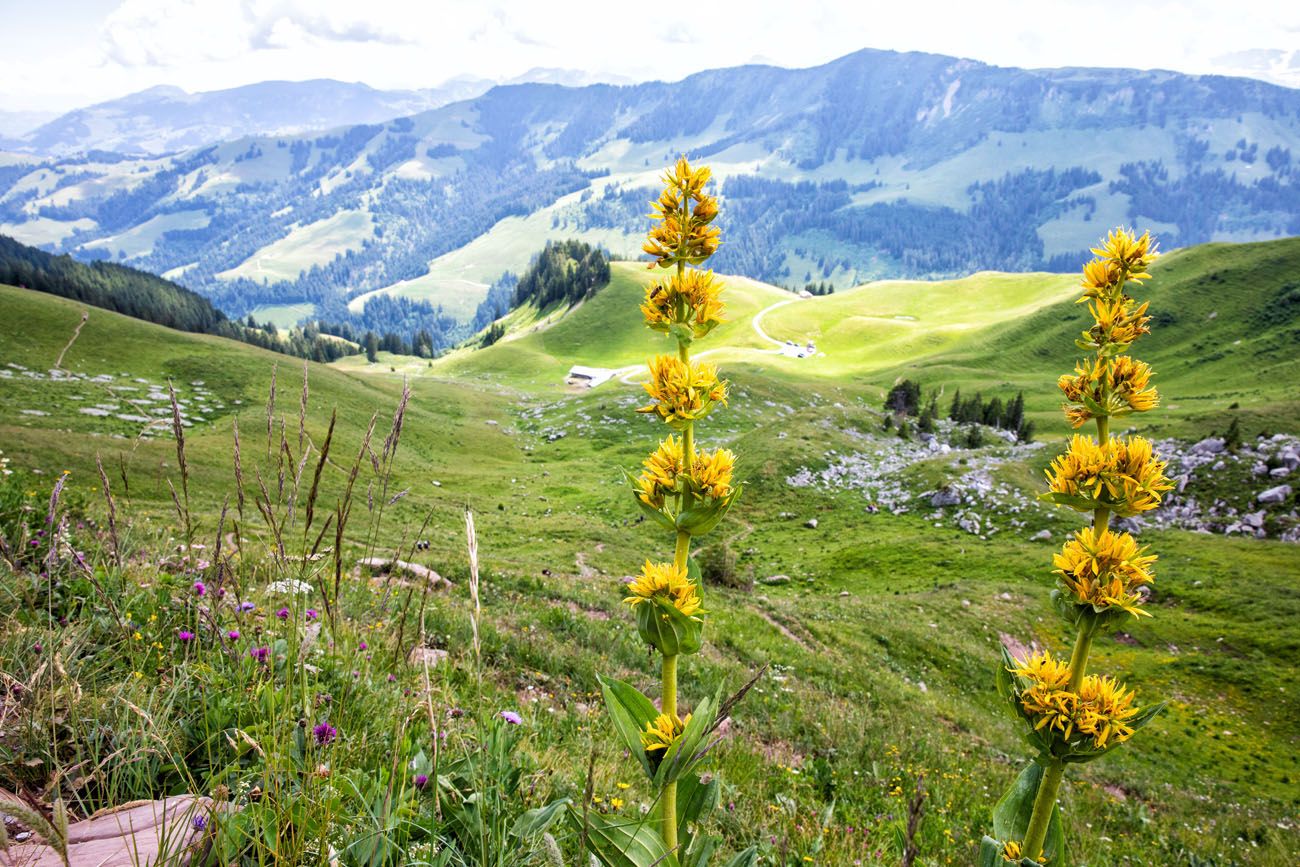 Gastlosen Flowers