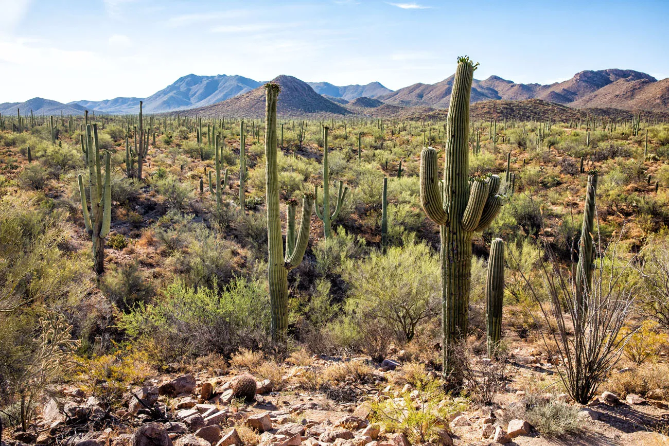 Saguaro National Park