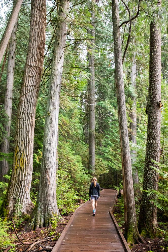 Trail of the Cedars