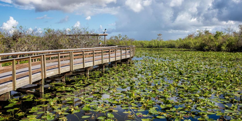 One Day in the Everglades