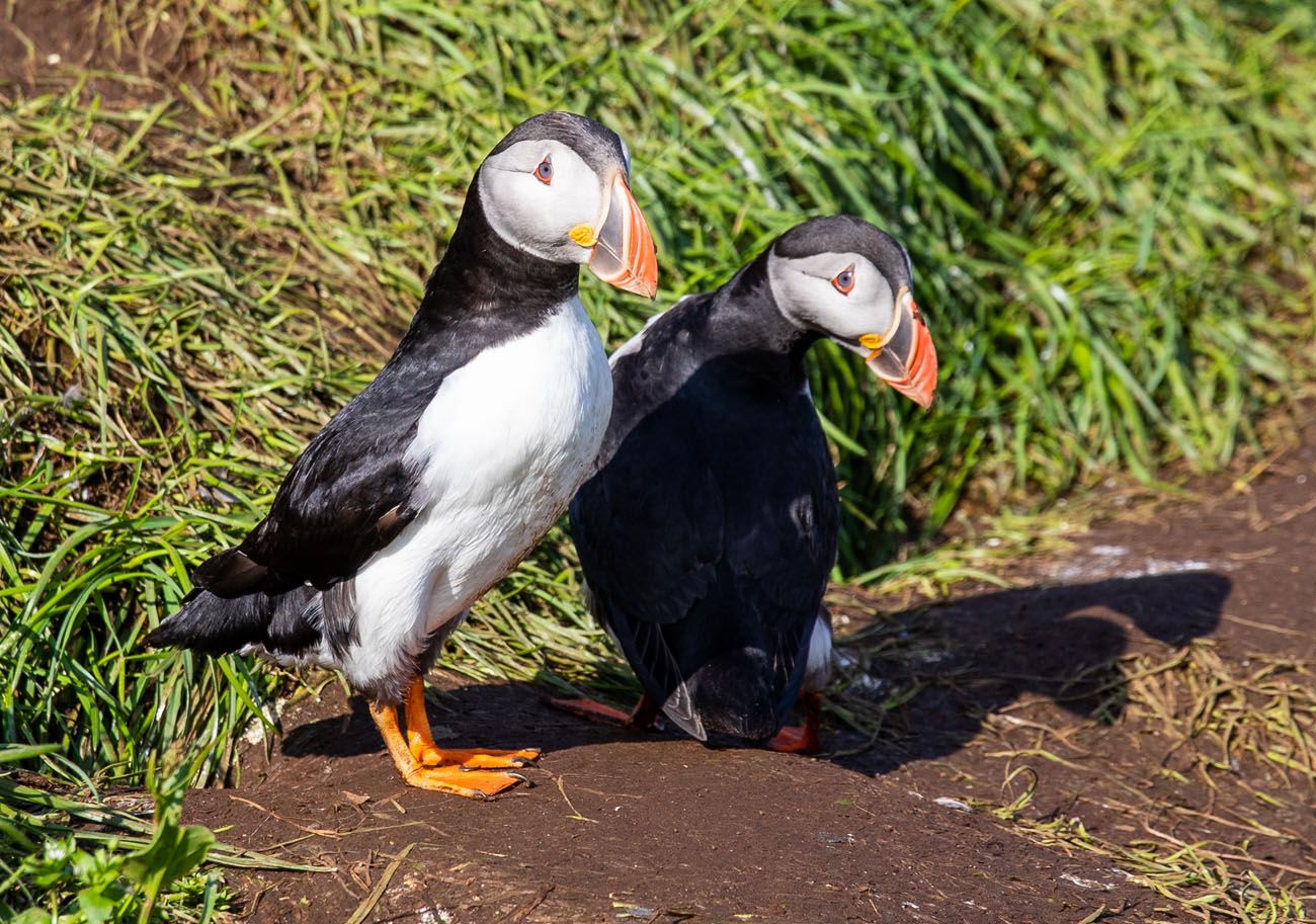 Puffins