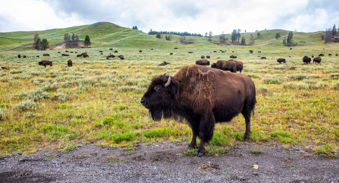 Things to do in Yellowstone