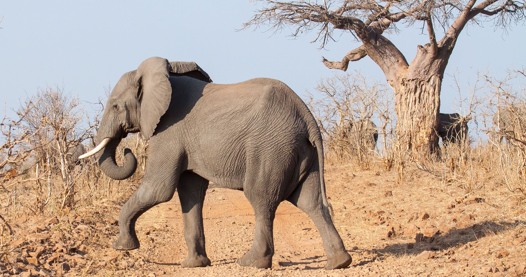 Featured image for “On Safari in Chobe National Park, Botswana”