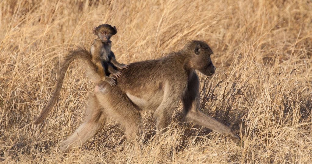 Baboons in Kruger