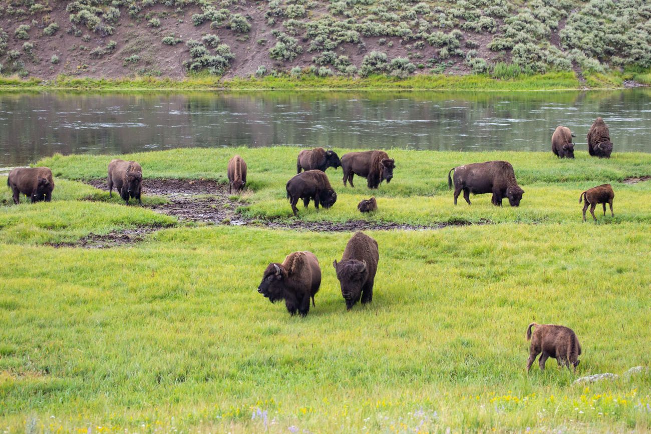 Bison in Hayden Valley