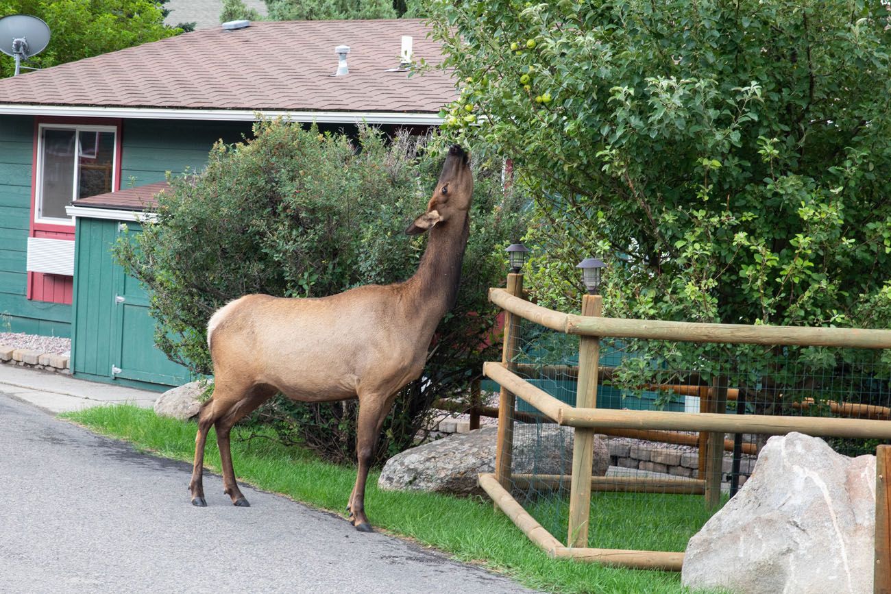 Elk in Gardiner