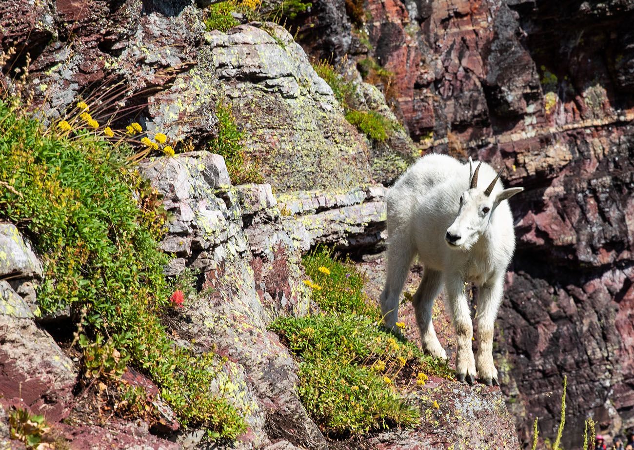 Mountain Goat