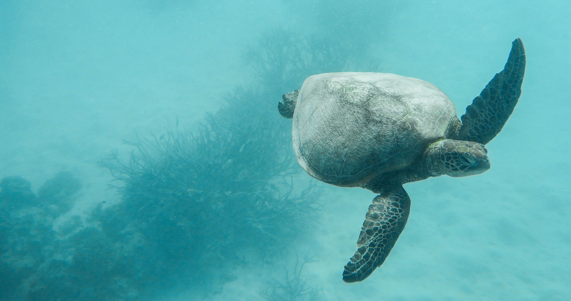 Featured image for “The Great Barrier Reef: Cruising to Lady Musgrave Island”