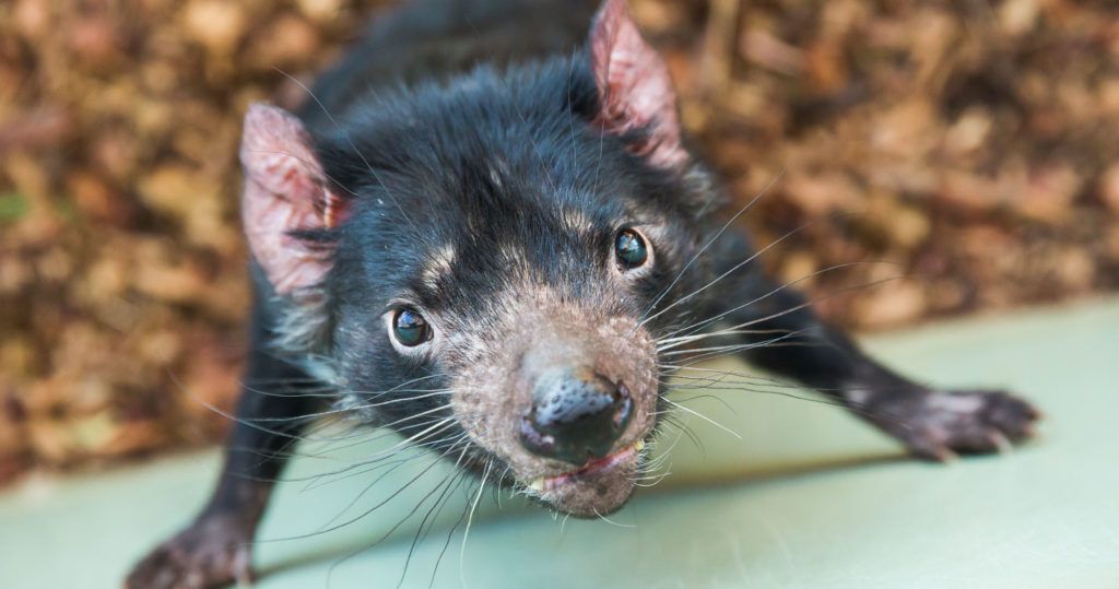 Tasmanian Devil