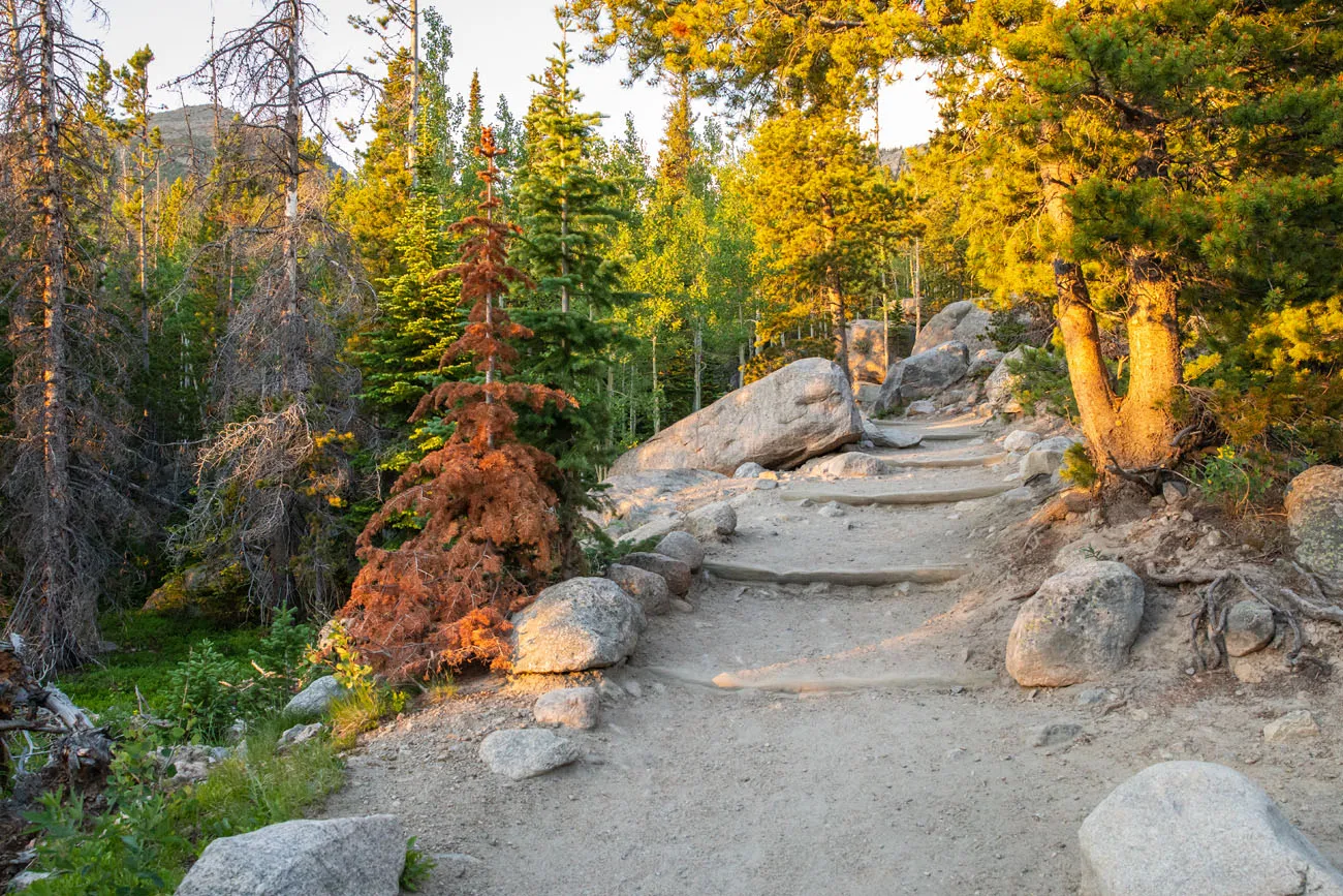 Trail to Alberta Falls