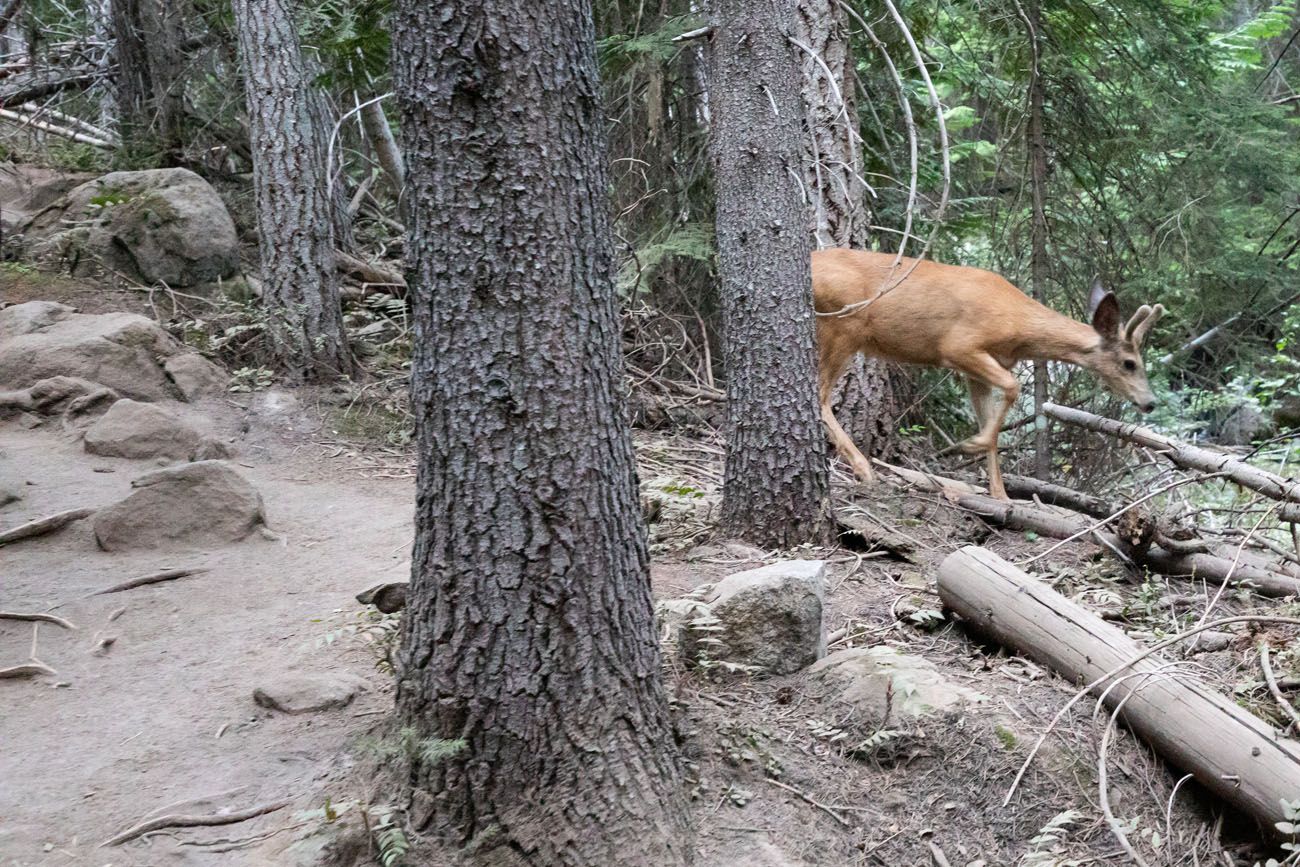 Deer on the Trail