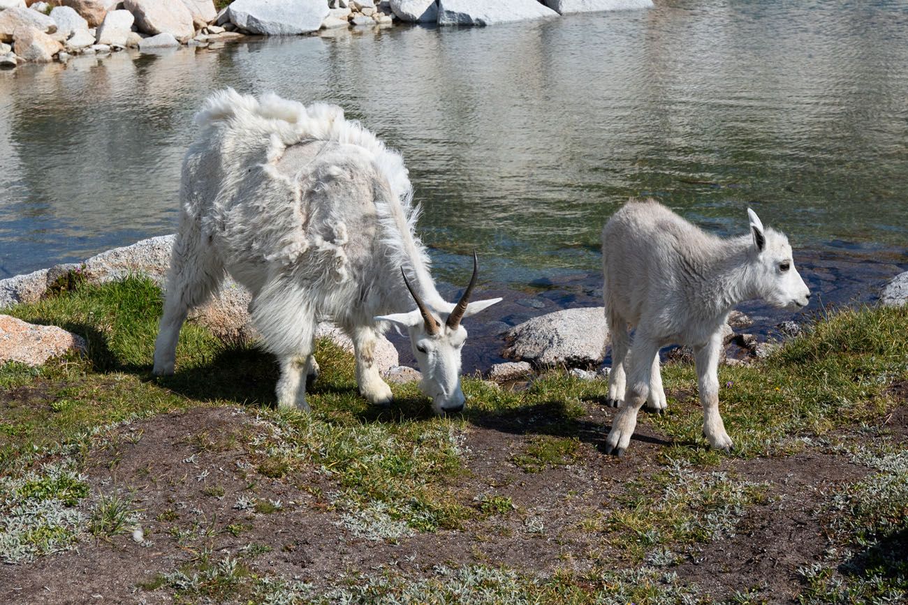 Mountain Goats Enchantments