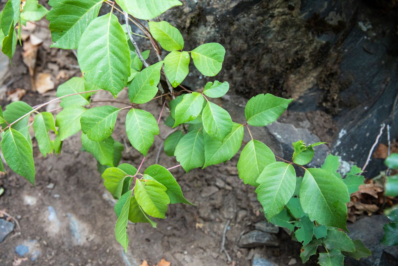 Poison Ivy Colorado