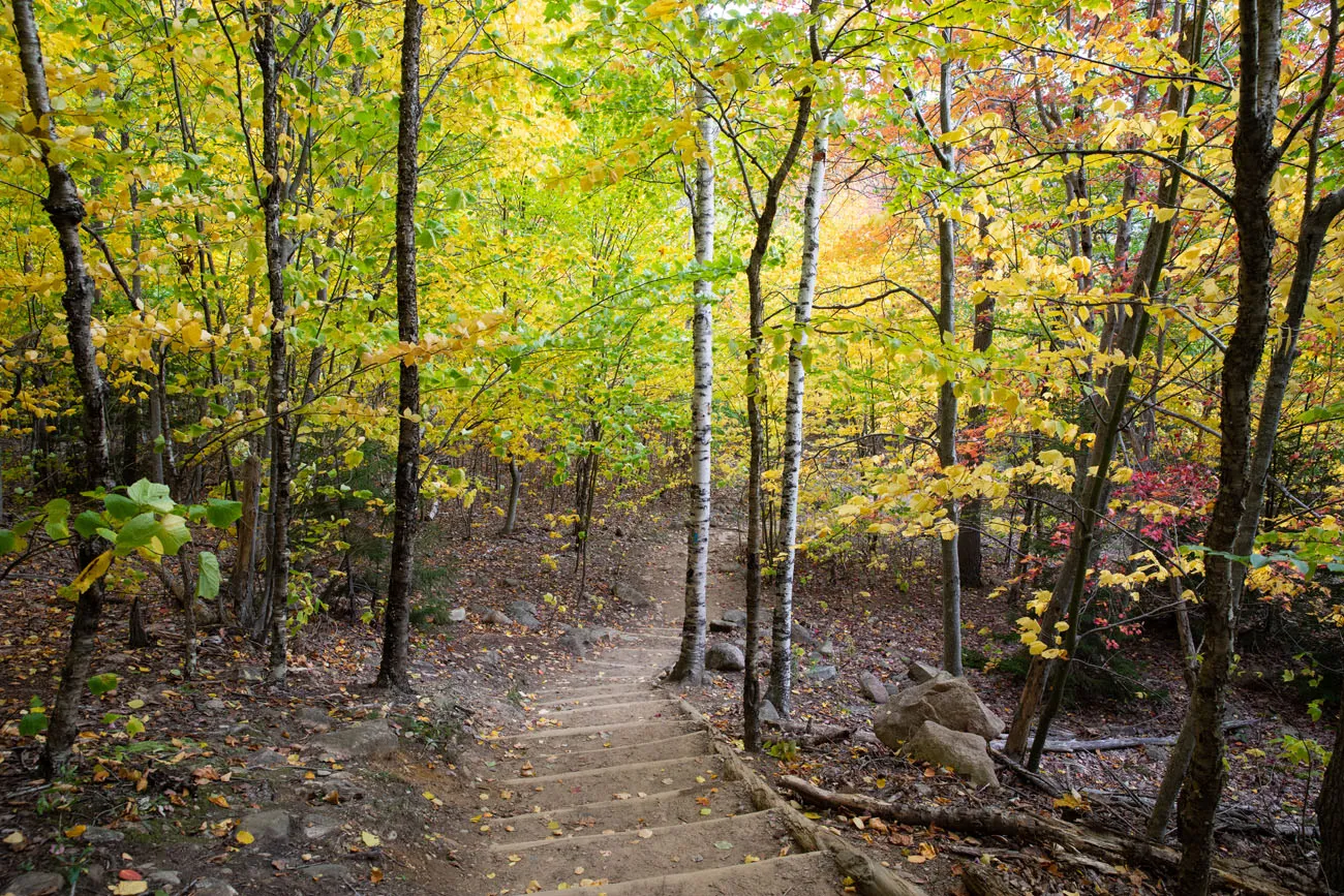 Acadia Forest