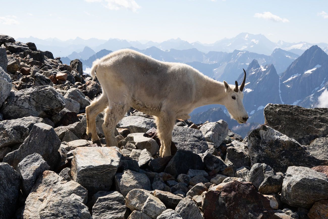 Mountain Goat North Cascades