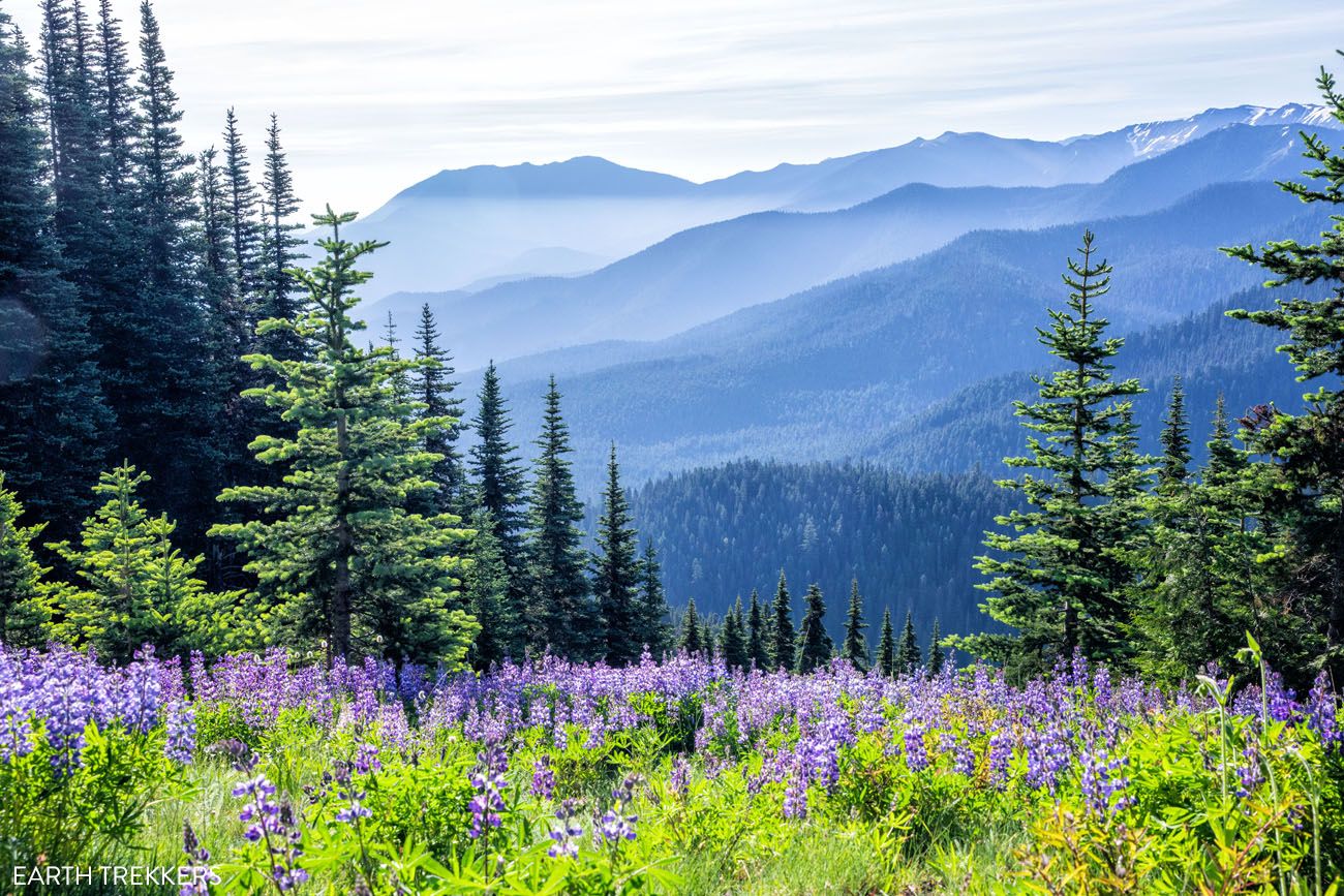 Olympic National Park in July