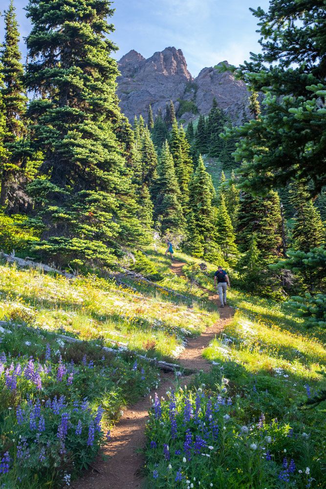 Wildflowers and Evergreens