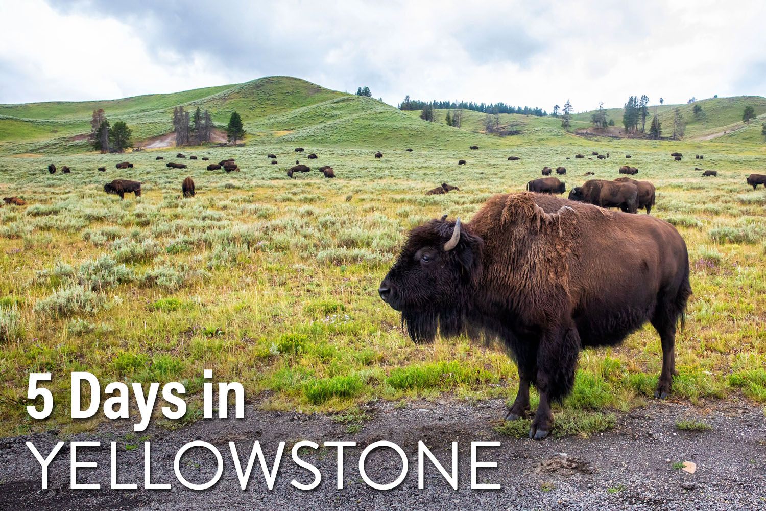 Yellowstone Itinerary