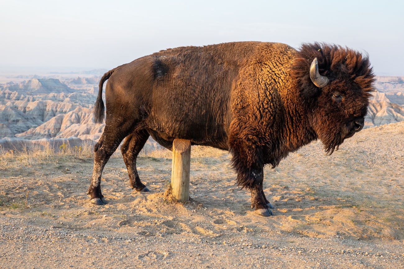 Badlands Bison