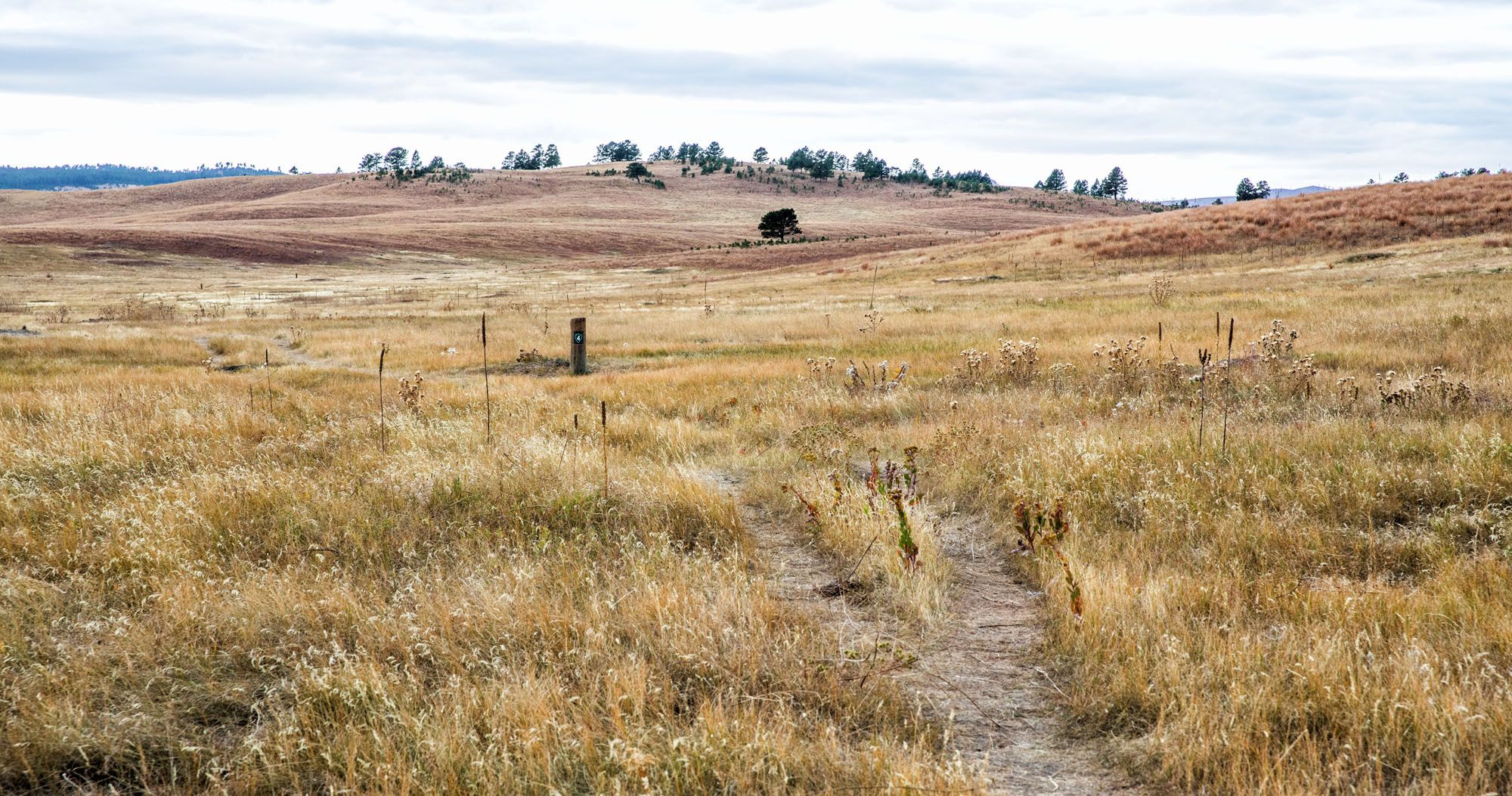 Featured image for “Lookout Point Trail & Centennial Trail Loop | Wind Cave National Park”